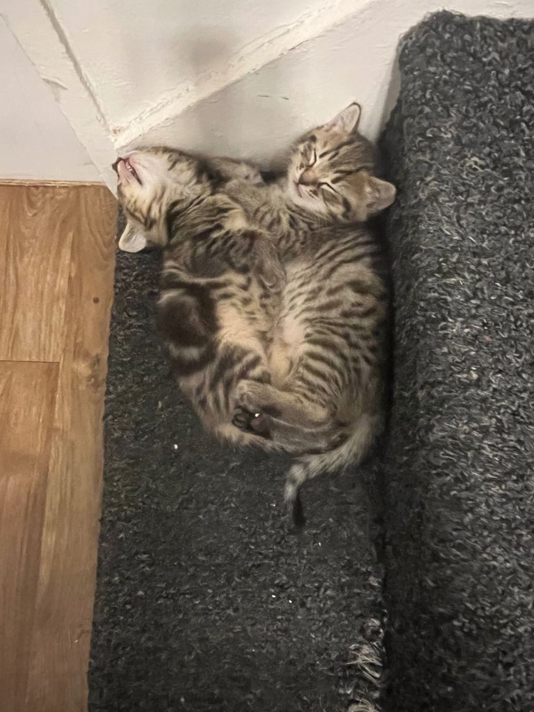 Kittens 