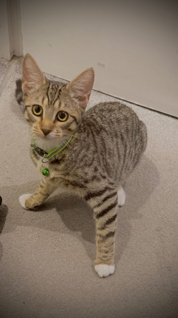 Stunning Egyptian Mau Kitten – Full Starter Kit Included 🐾