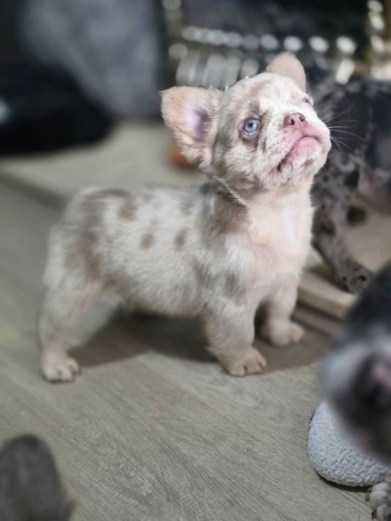Full Fluffy French bulldogs 