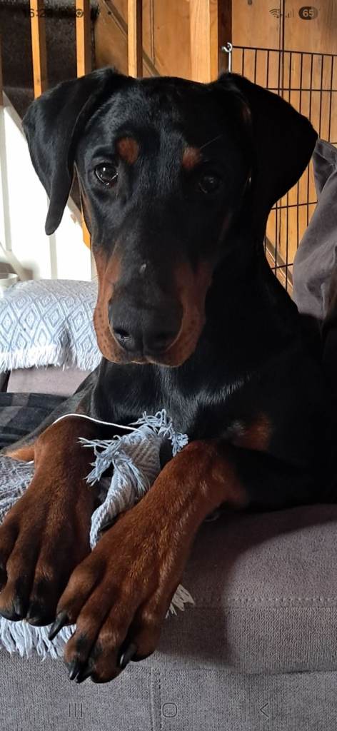Male Doberman puppy 8 month