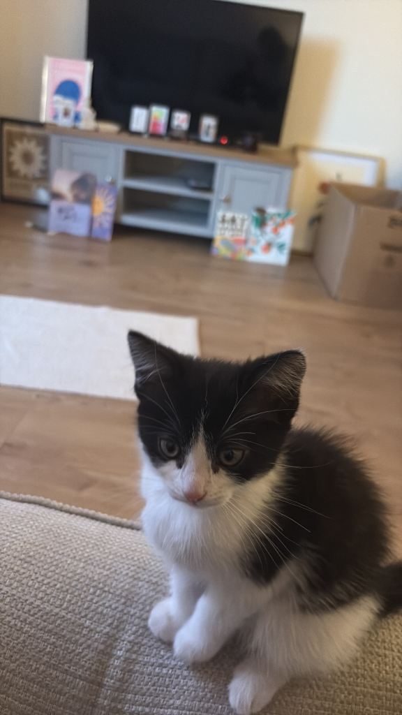 Kitten for sale 