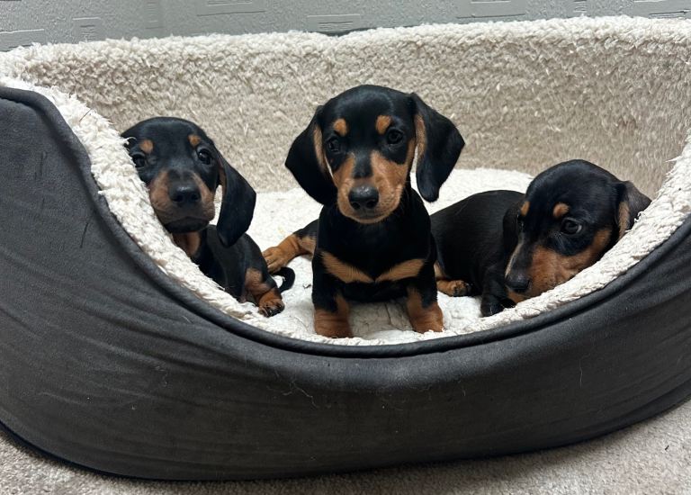 Miniature Dachshund Puppies