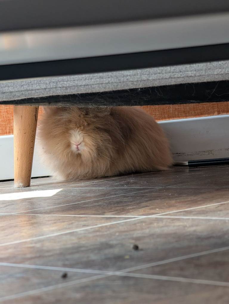 Paired Male Lionhead Rabbits - REHOME