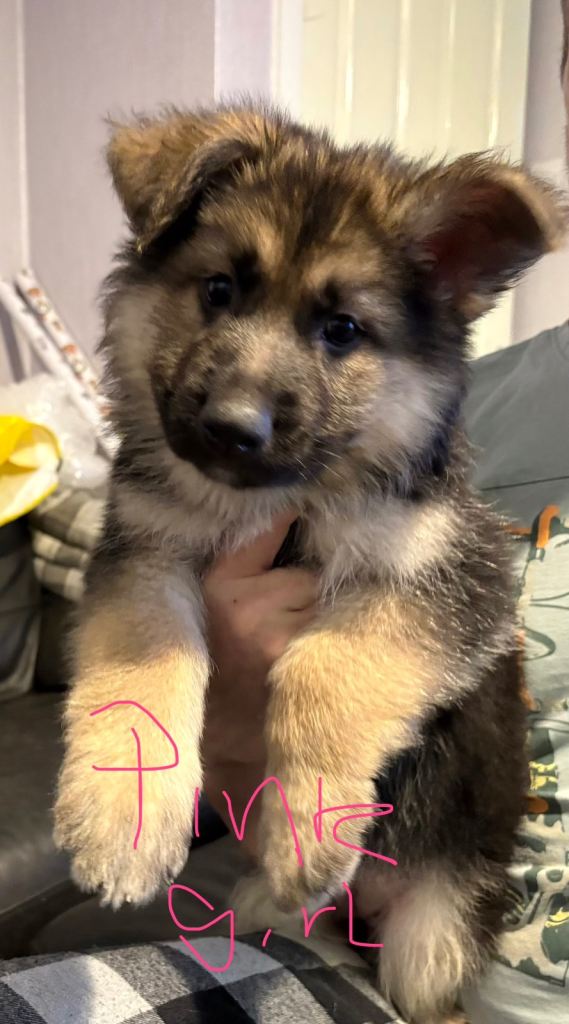 4 stunning German shepherd pups left ready now
