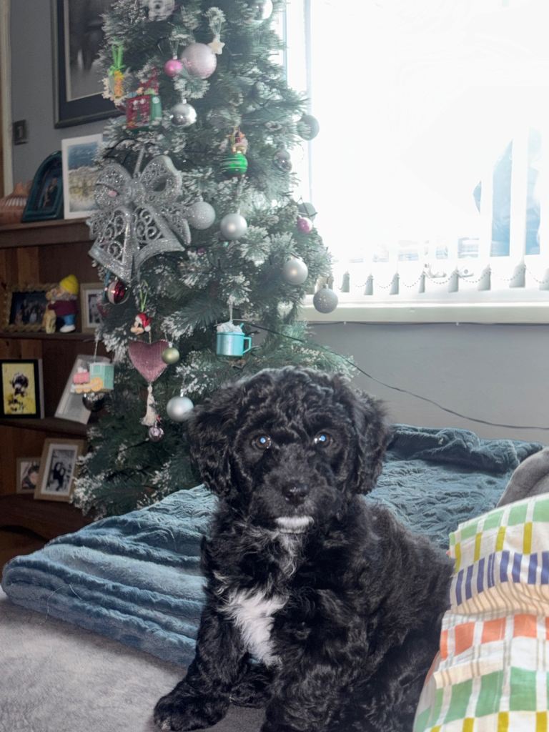 Gorgeous puppies- 2 remaining