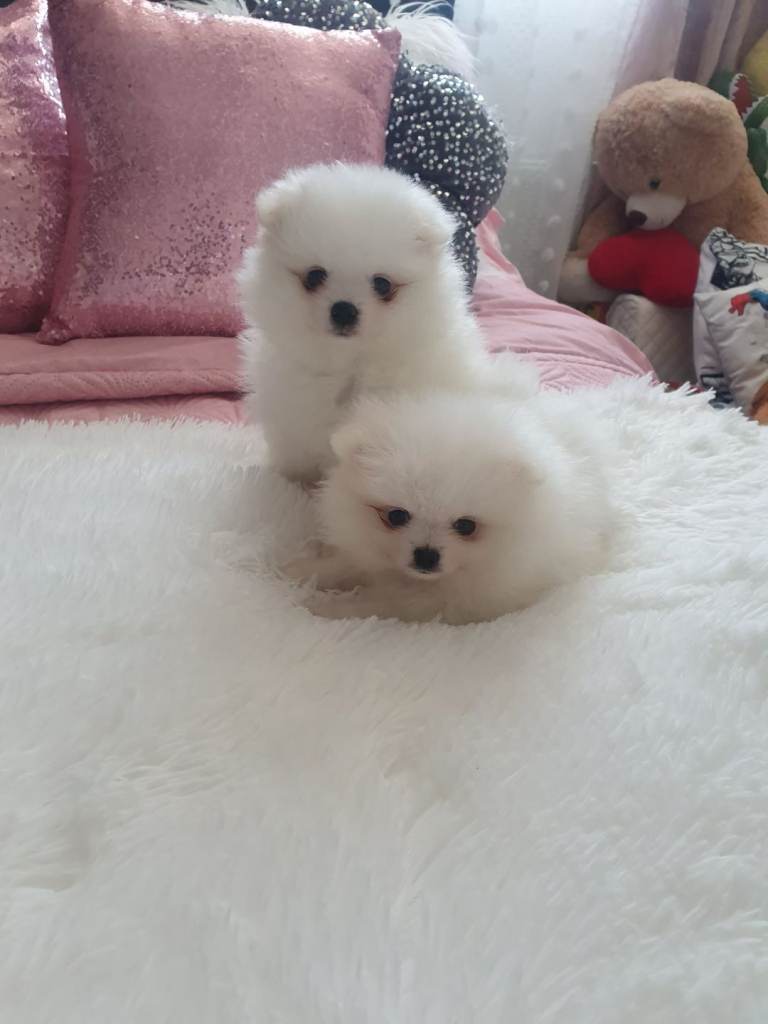 Xxs pomeranian pupies