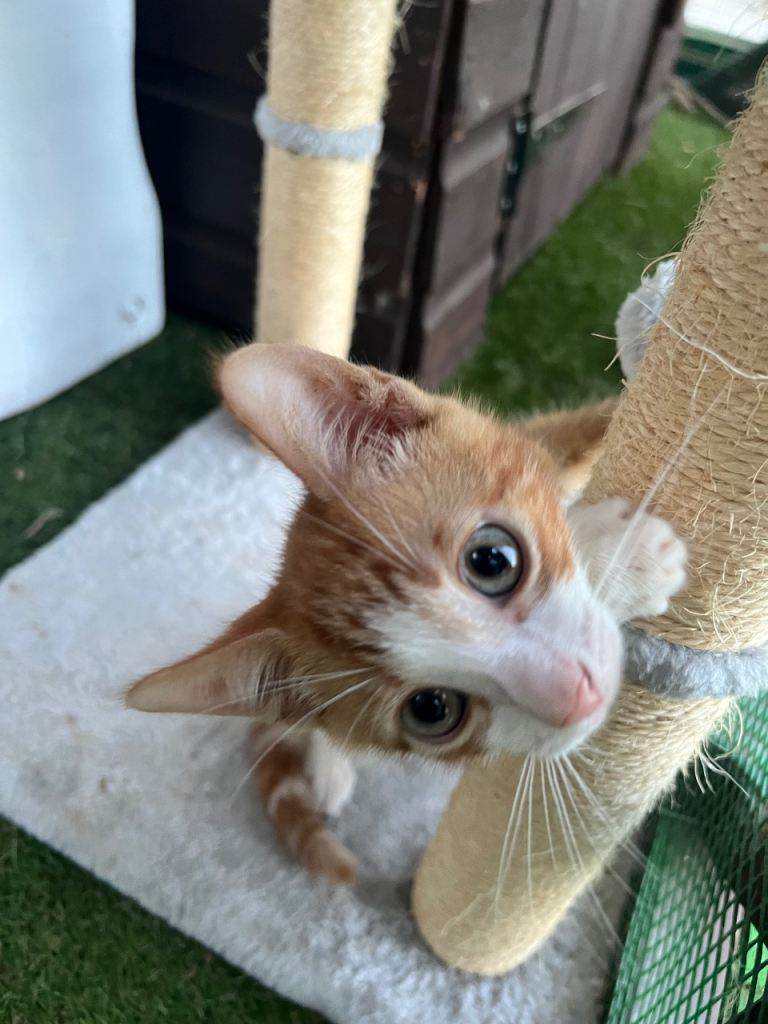 ONLY 1 LEFT!!! GINGER BOY Kittens 12 weeks old