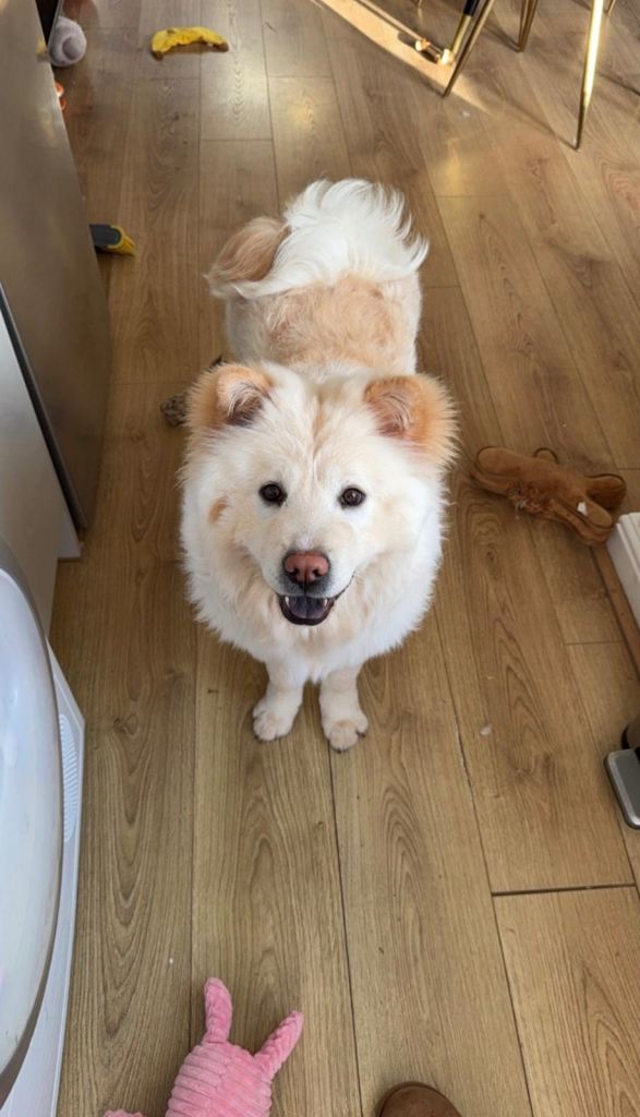 2 year old chow chow 