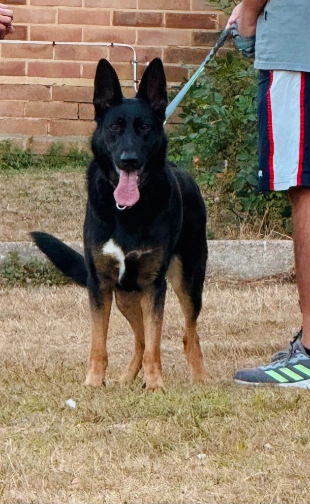 German Shepherd 