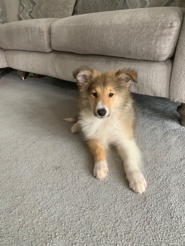 Beautiful sable rough collie puppy 