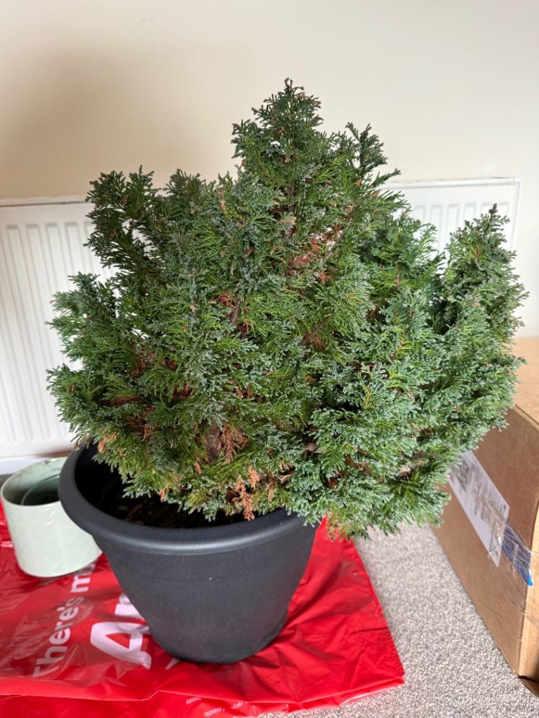 6 Year-Old Conifer - Potted