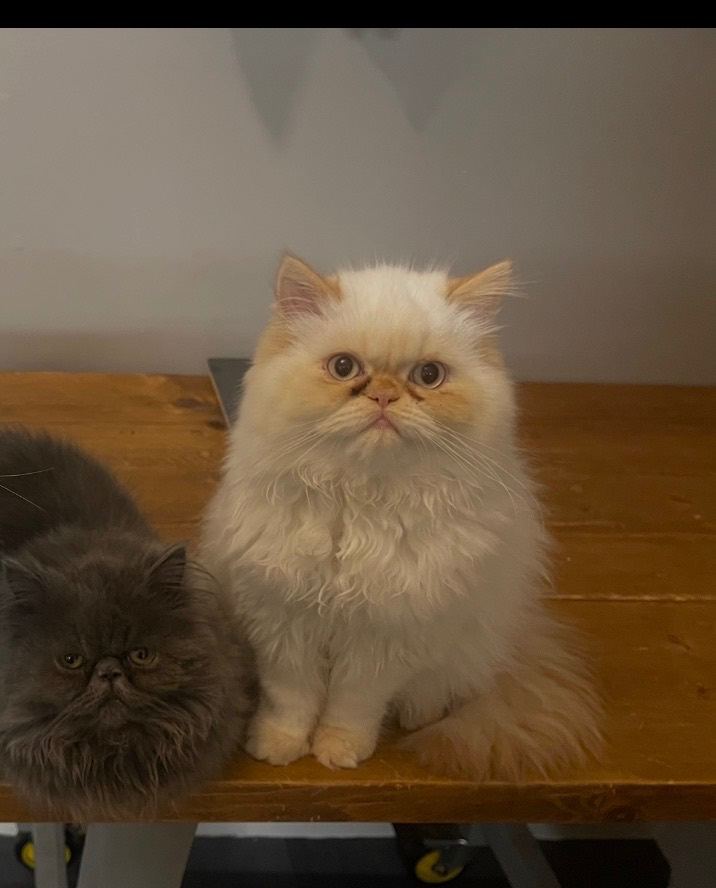 Persian girls 2.5 years old. 