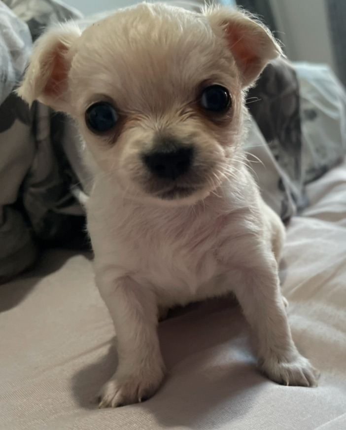 Full breed chihuahua