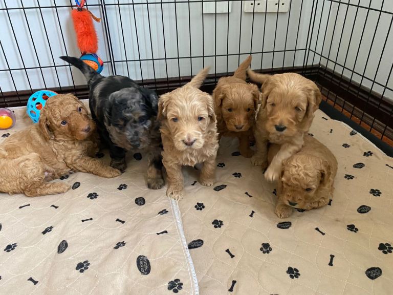 Miniature F1b Goldendoodle puppies