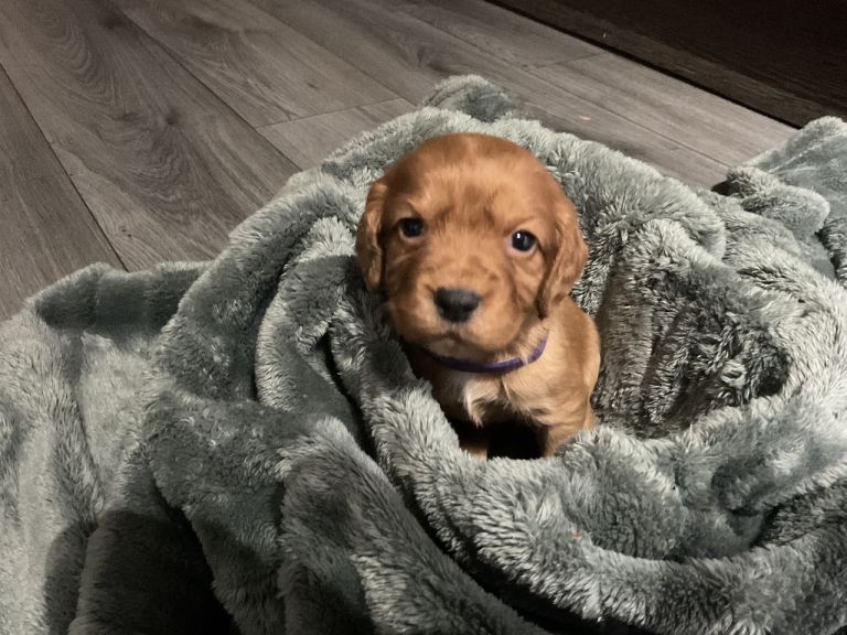 Cocker spaniel puppies