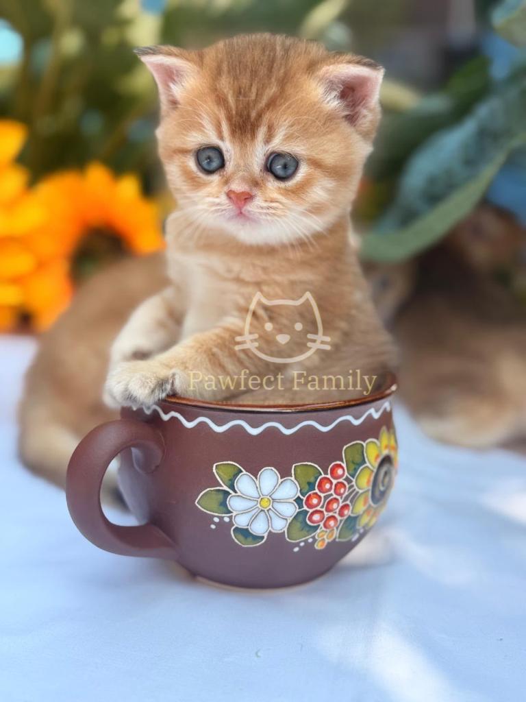 ✨ EXCEPTIONAL GOLDEN BRITISH SHORTHAIR BOYS ✨