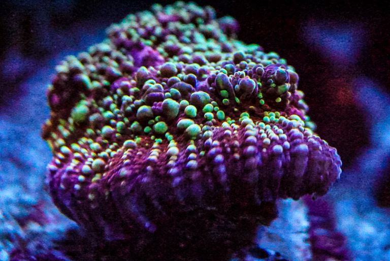 Gold meister chalice coral marine frag