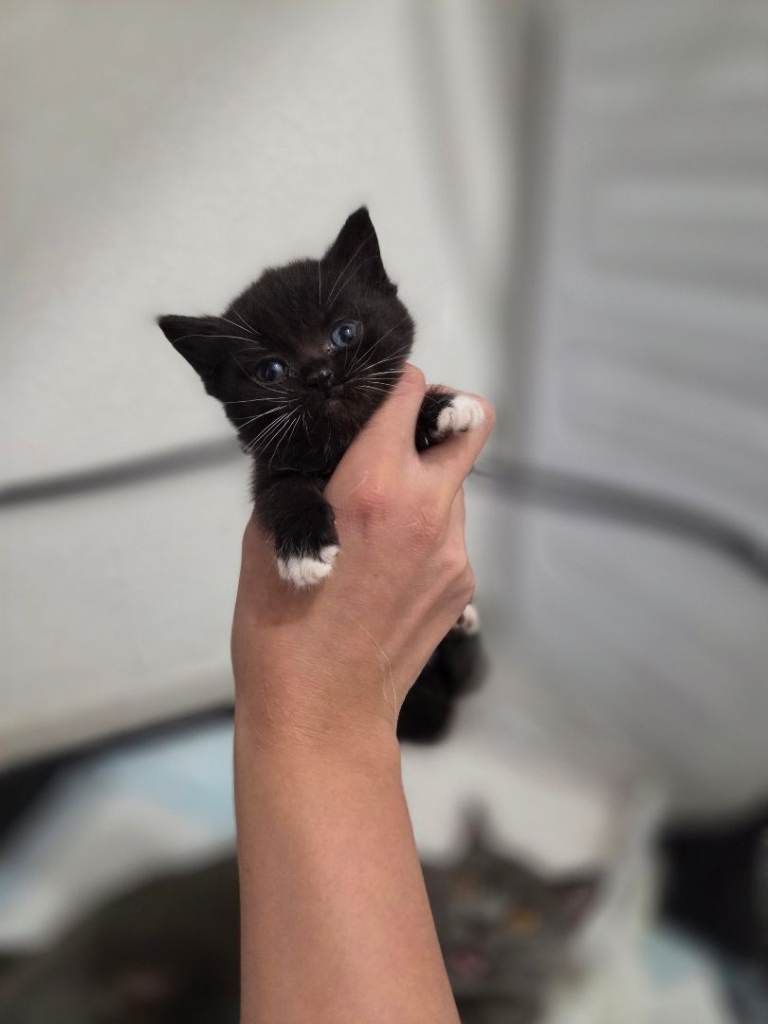 **ONLY 1 LEFT** BRITISH SHORTHAIR X KITTENS