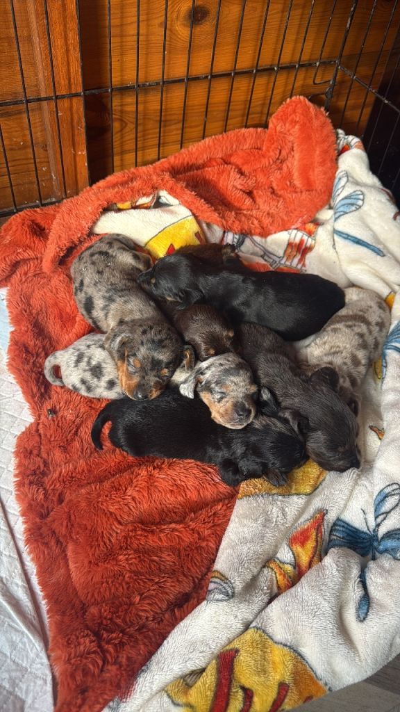Miniature dachshund puppies 