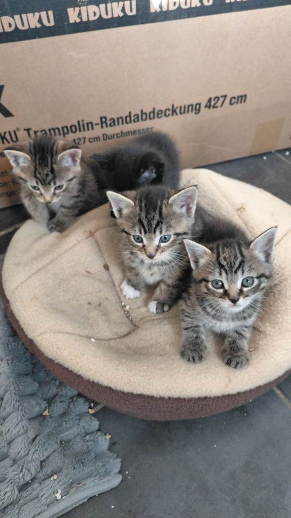 6 Gorgeous Kittens – Loving Homes Wanted (ready 6 Jun)
