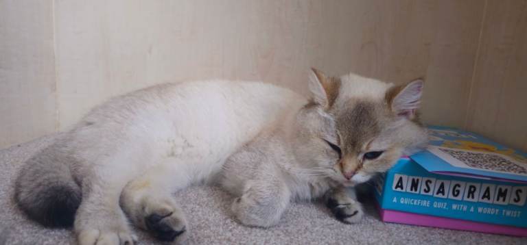 Female cat 21 months