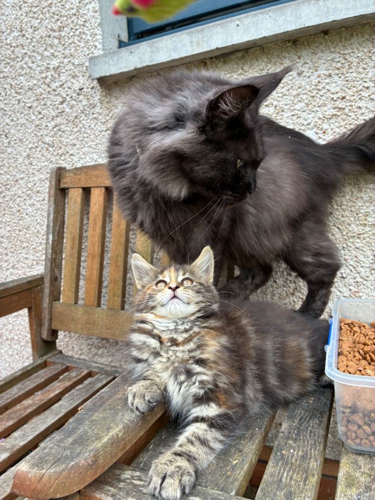 Maine coon kittens 