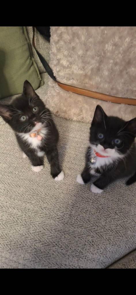 Kittens for sale to loving homes 