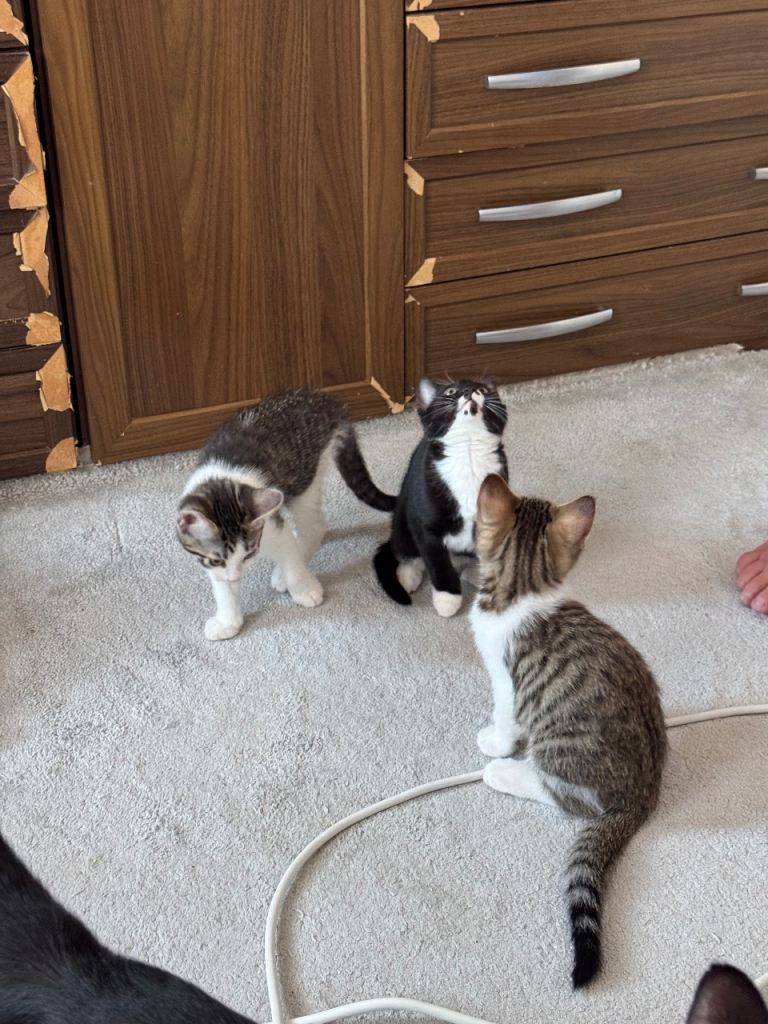 2 Gorgeous kittens is looking for their new homes