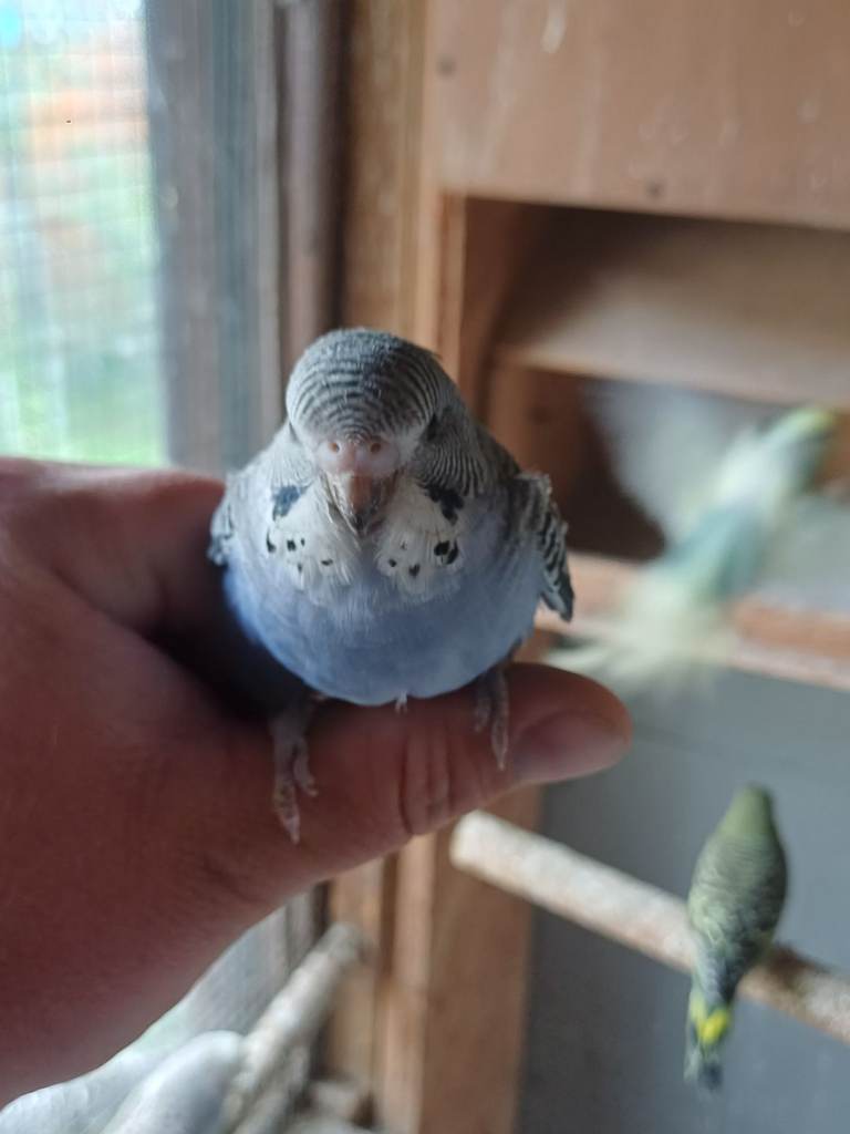 budgies for sale