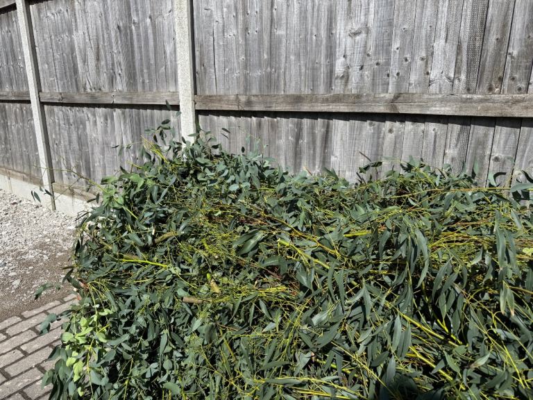 Eucalyptus Tree branches and leaves FREE