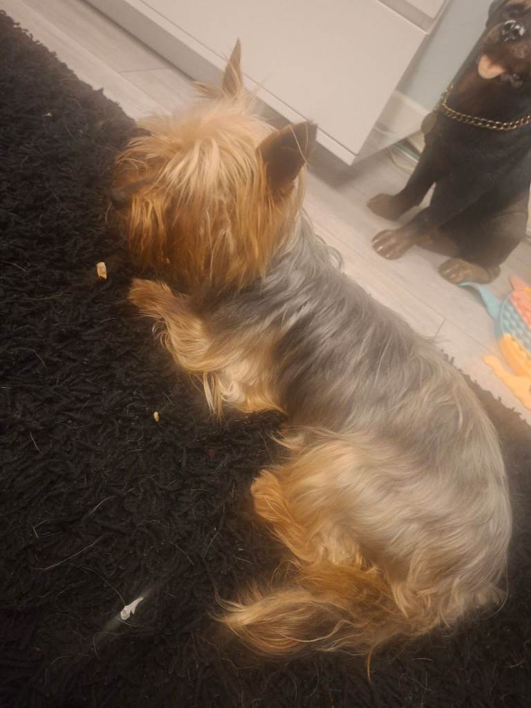 Pedigree mini yorkie £500 ono 