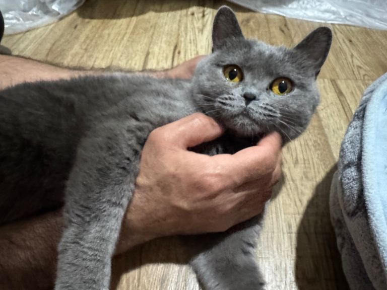Kitten British shorthair 
