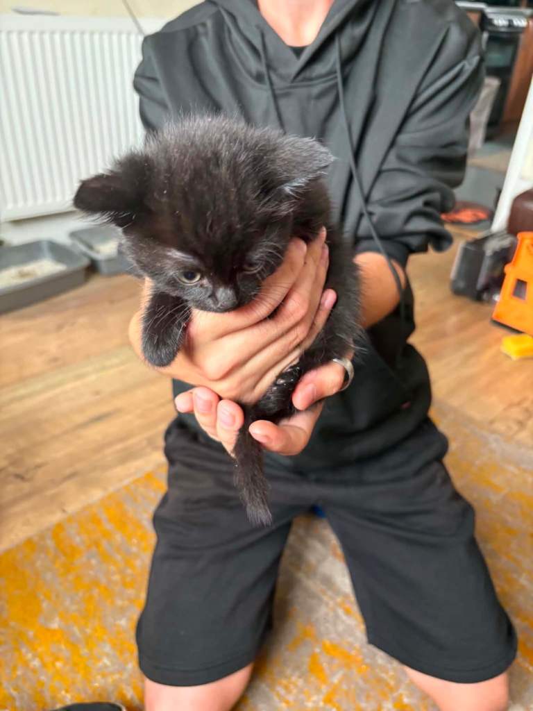 Kittens