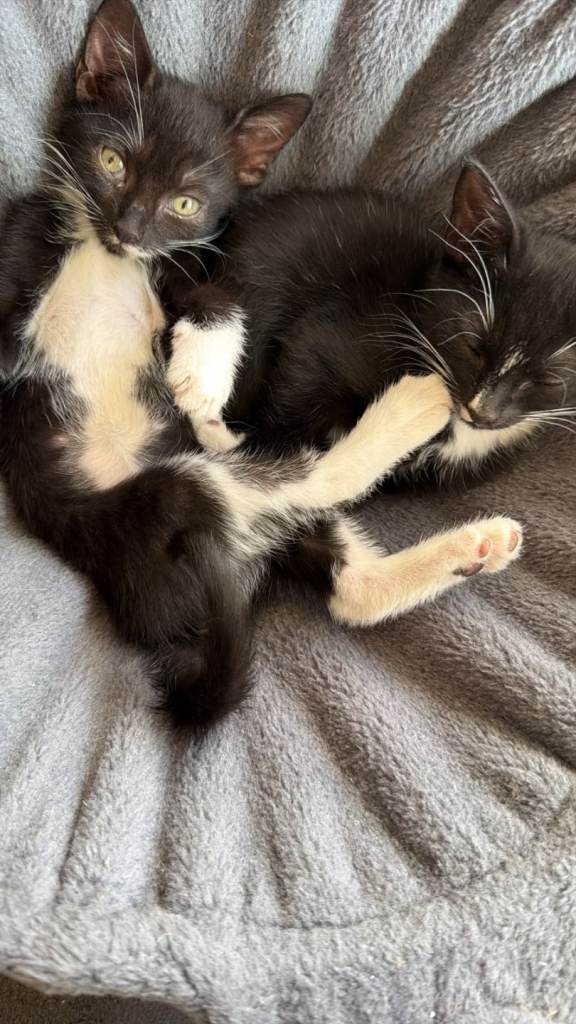 Kittens for sale