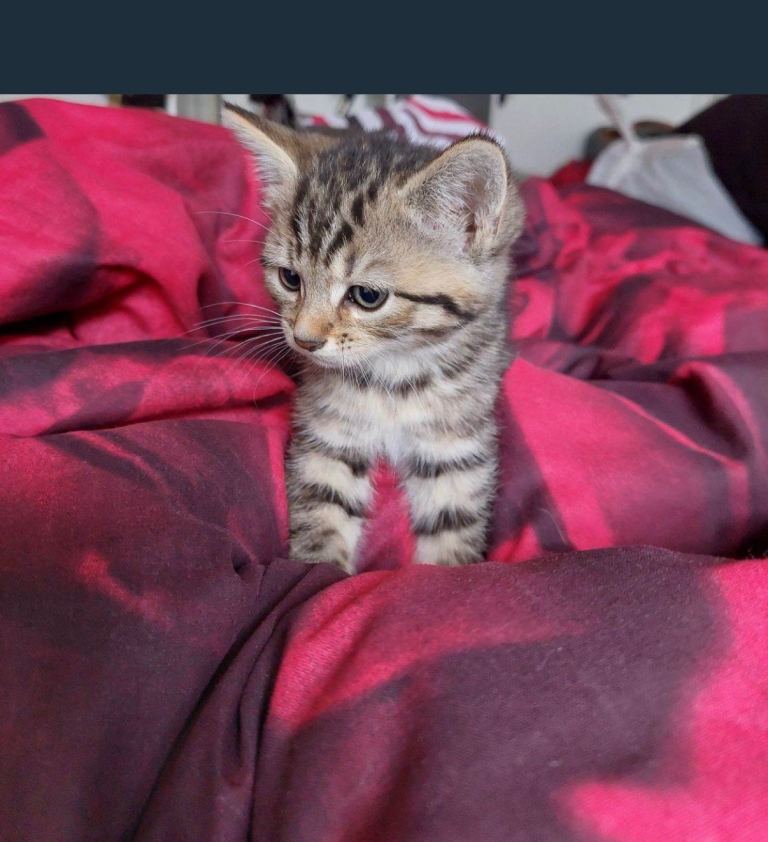 Adorable Tabby Kitten Looking for a Loving Home