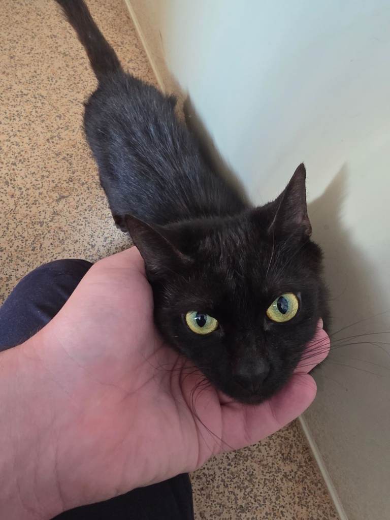 Year old cat needs rehoming