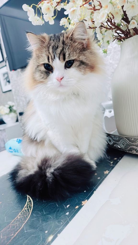 Persian