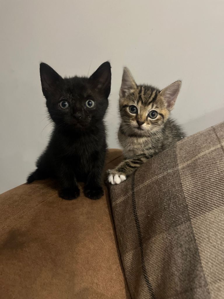 4 Gorgeous Kittens *1 black female left*