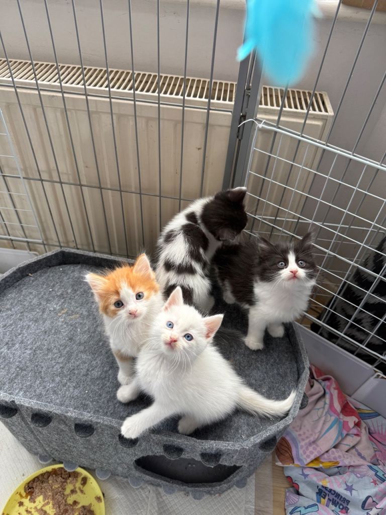 Stunning ragdoll cross kittens 