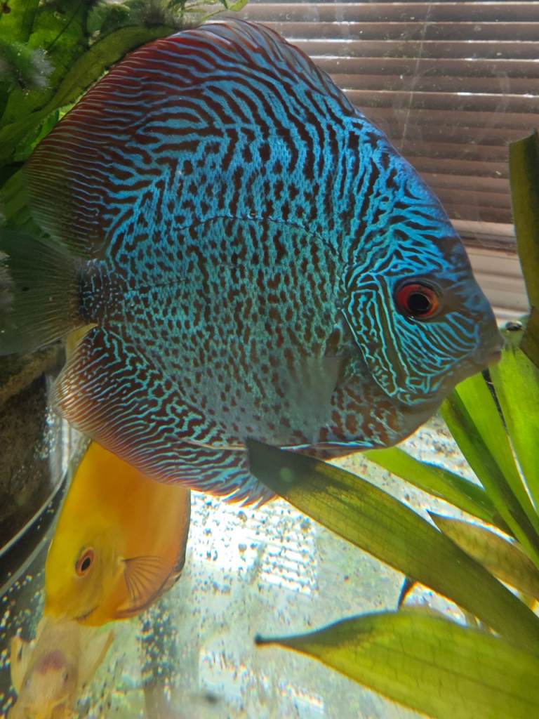  Discus for sale