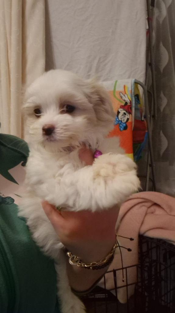 Puppies bichon havanesse mixed litter