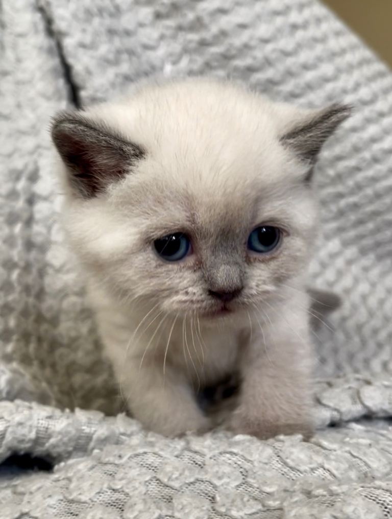 Rare GCCF BSH Blue Colourpoint Kittens