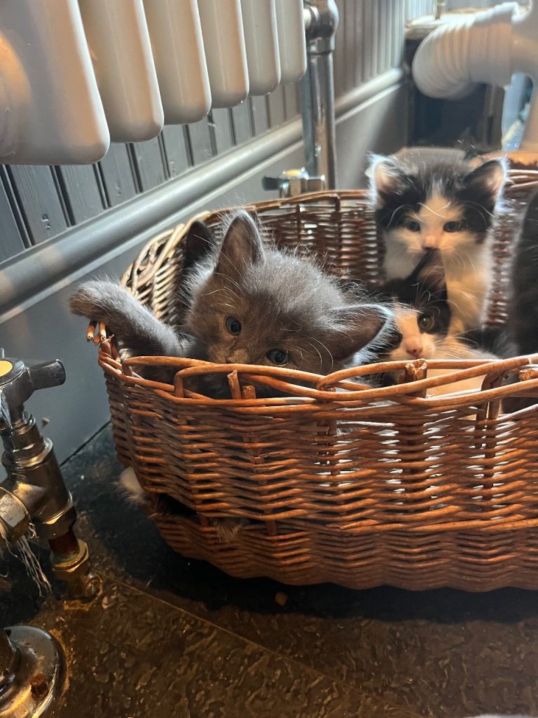 Kittens for sale 