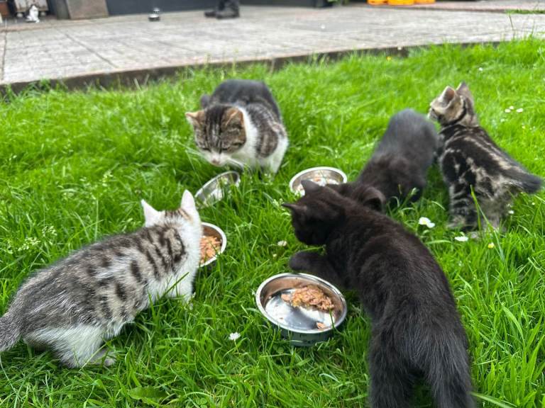 Kittens for sale