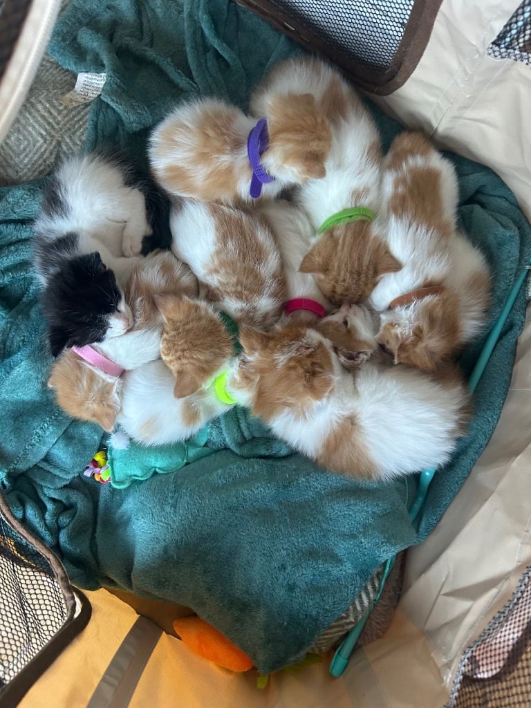 Beautiful kittens
