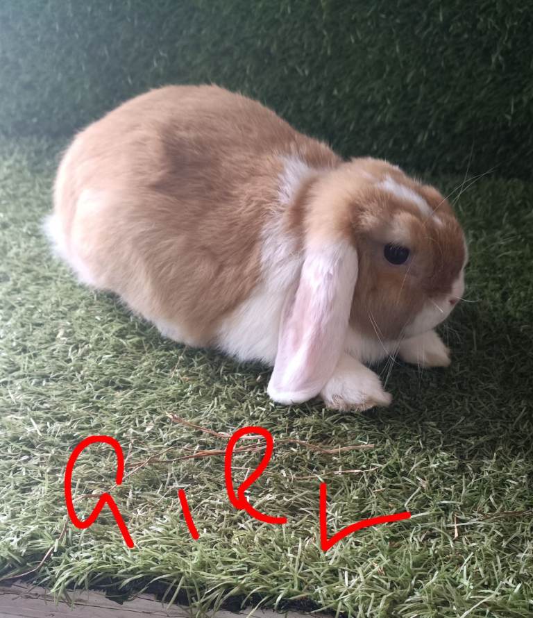 Pure mini lops 