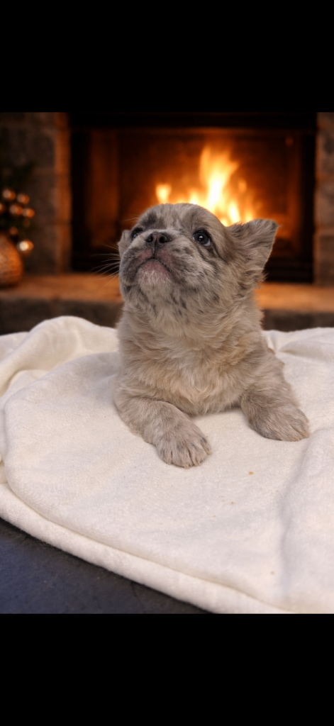 Kc FLUFFY FRECH BULLDOGS 