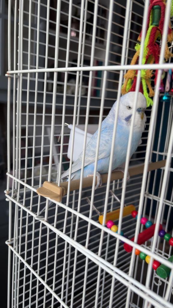 Male budgie 3 months old with white cage and stand