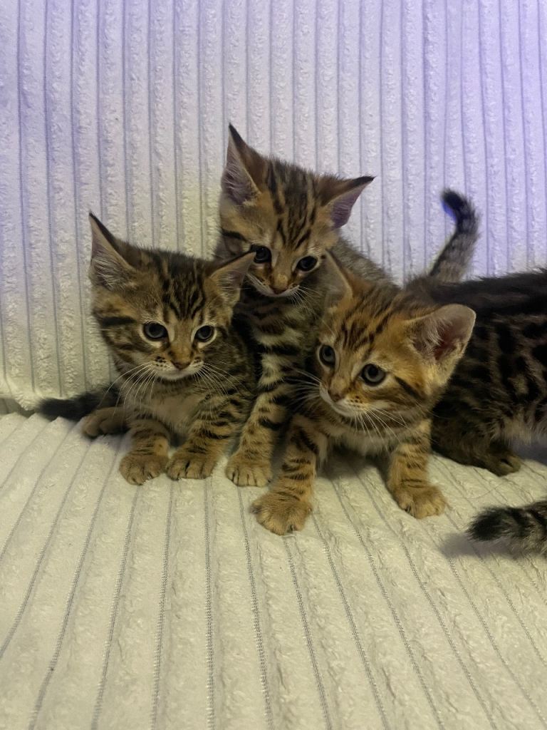 6 bengal kittens