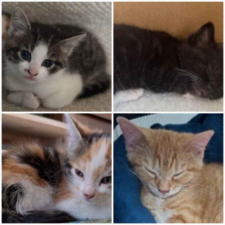 Beautiful kittens